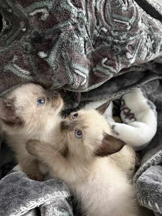 Продаю 3 сиамских котёнка