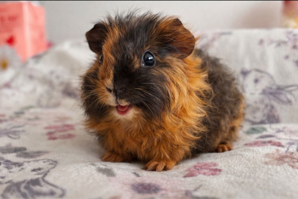 Porcusor de Guineea rasa Teddy Elvetian varsta 4 saptamani baiat