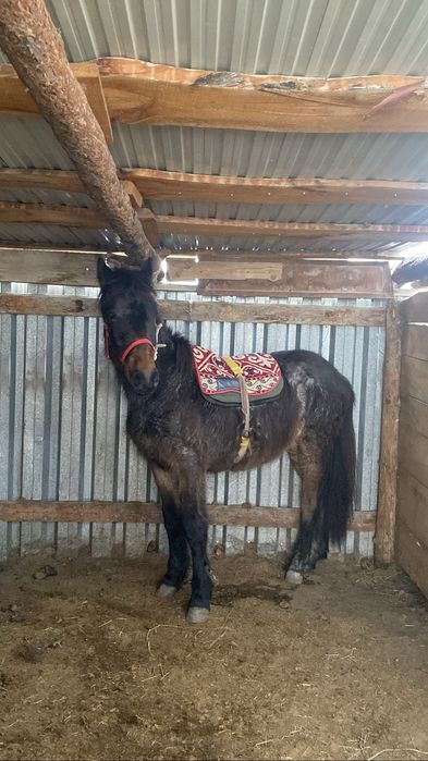 Құнан сатылады мінгі жуас