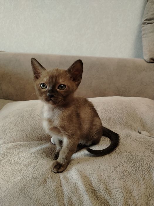 Котята Европейская Бурма