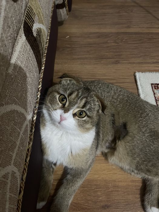 Продам кошку вислоухая красавица