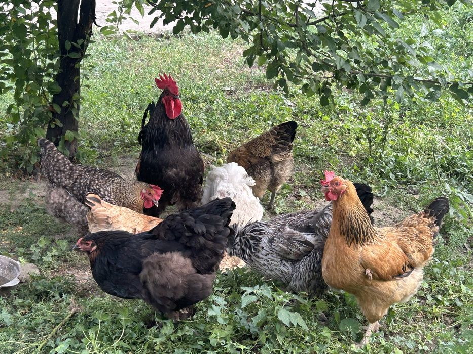 Продам семейку Петух и куры