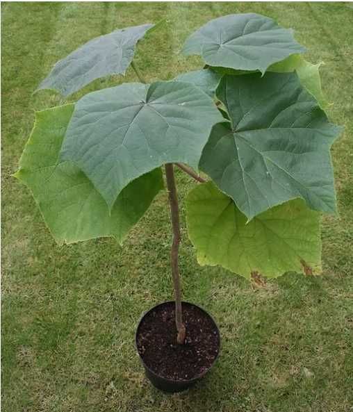 Paulownia tomentosa PAULONIA ornamentala crestere rapida - Isalnita