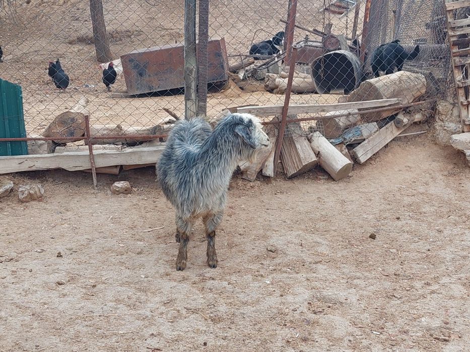 Семіз жем жеп тұрған бойдақ ешкілер сатылады