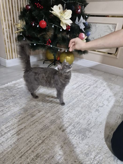 Животный  кот продаётся