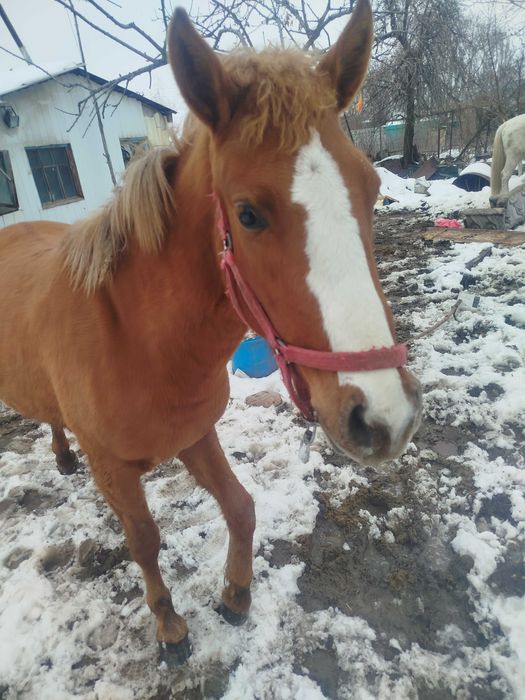 Продается лошадь