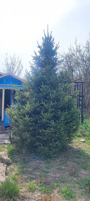 Продам елку 3-4 метра