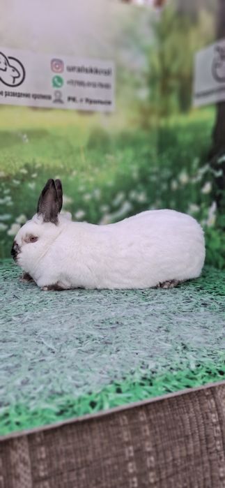 Кролики калифорния