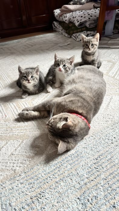 Котята в добрые руки