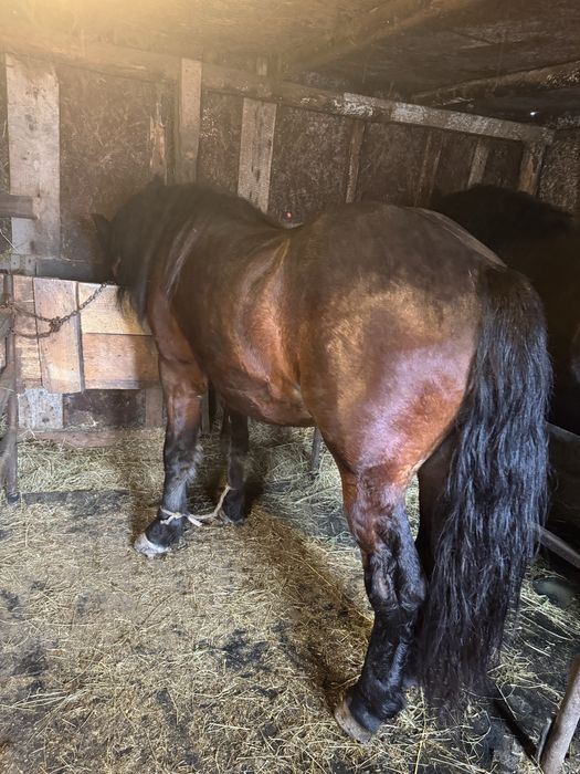 Vand manz de 2 ani jumate