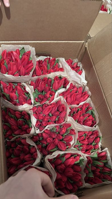 Тюльпаны, оптом и в розницу