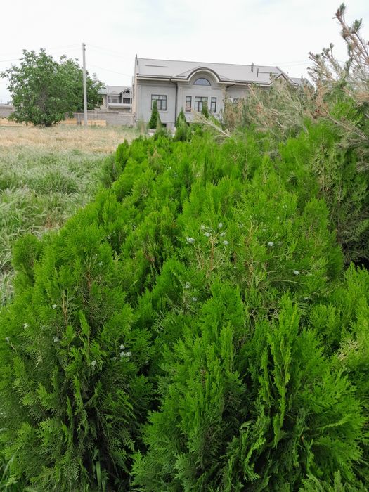 Archa va manzarali daraxtlar