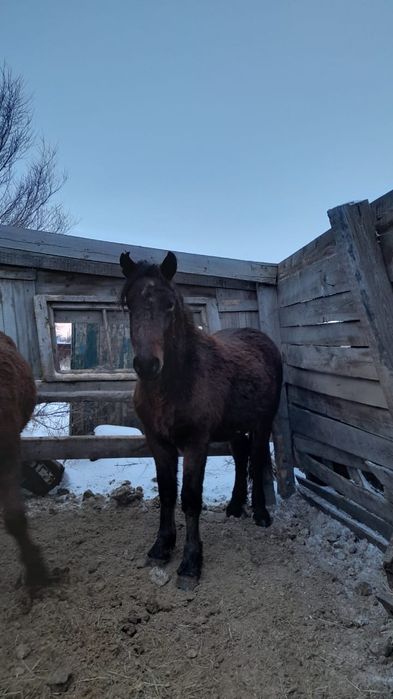 Продам жерепчиков.