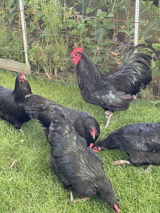 Australorp   Negru