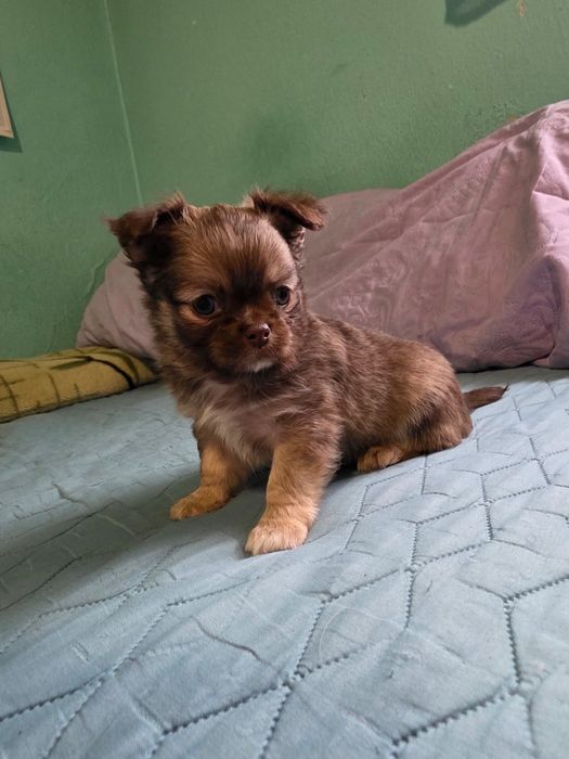 чихуа-хуа момченца