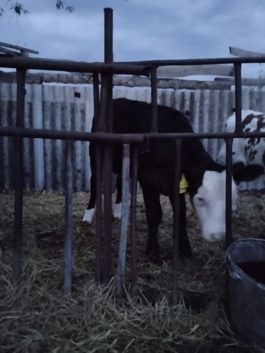Срочно продам трёх месячную тёлочку.