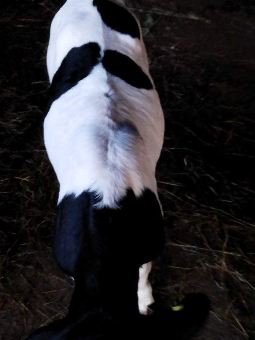 Vând vițel tauras