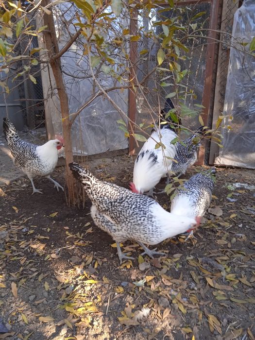 Разплодни яйца от Източно -Фризийска Чайка -изключително красива