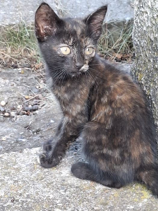 Подарявам котенца
