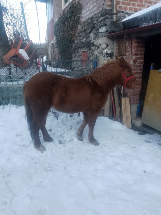 Vând mânz semigreu