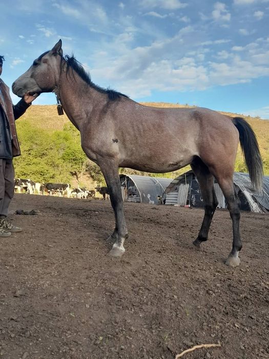 Арабский жеребец чистокровный