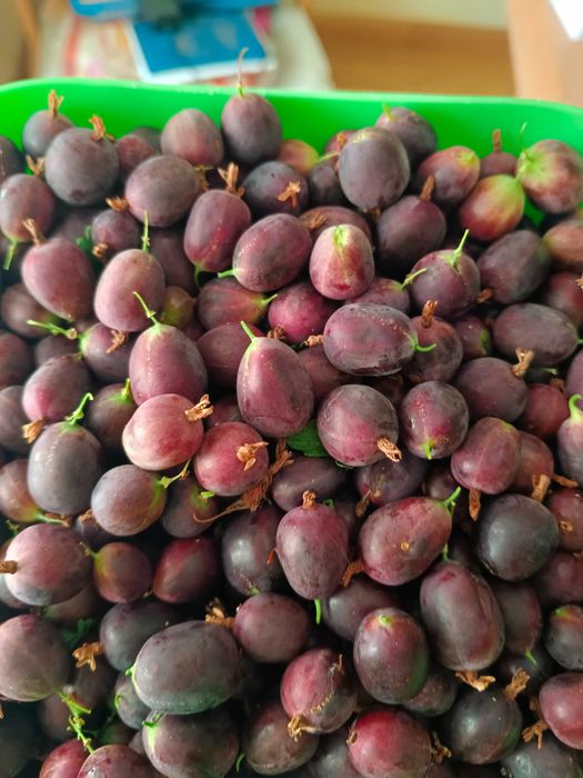 Продам крыжовник сладкий
