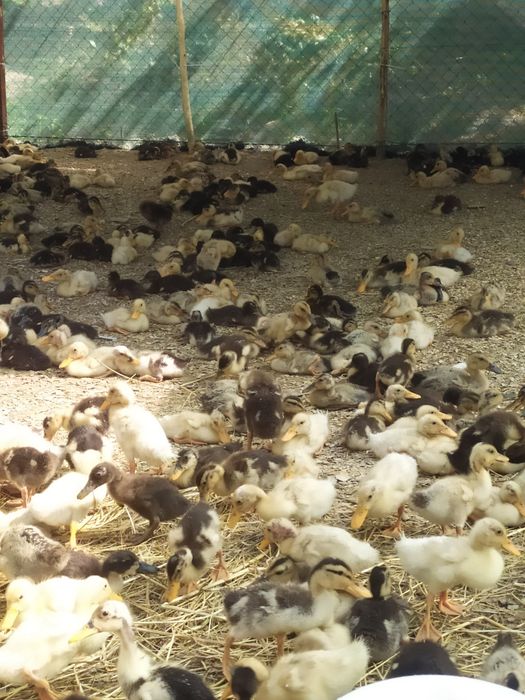 Pekin. Favorit zotliy o'rdakchalar