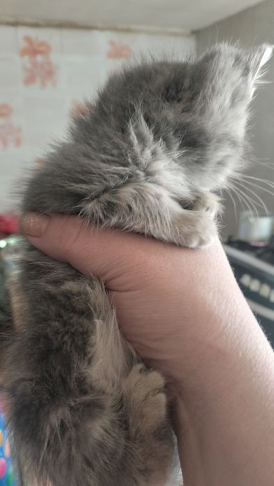 Котёнок мальчик в добрые руки