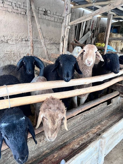 Srochna sotiladi 10 ta qoy bor 4500 mindan