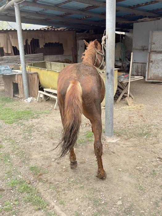 Кунан стоит на откорме