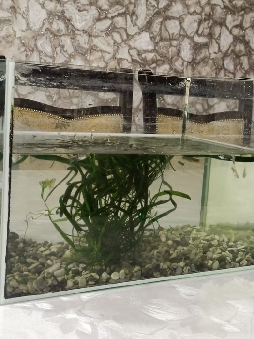 Продаётся аквариум с рыбками