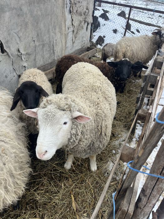 Vand berbec ile de france 2 ani  !