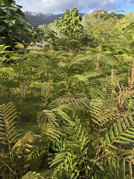 Албиция (Albizia)