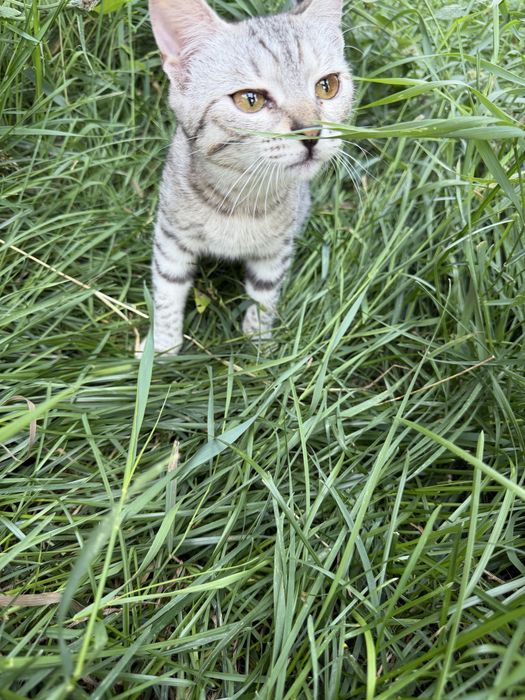 Котенок Луиза ждет свои добрые руки, ответственную семью
