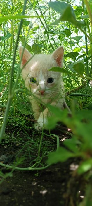 Отдам котят в хорошие руки