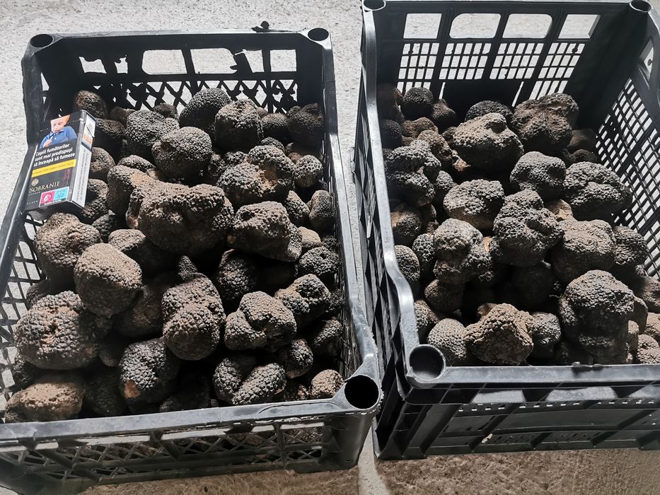 Trufe negre congelate calitatea 1 și extra 1