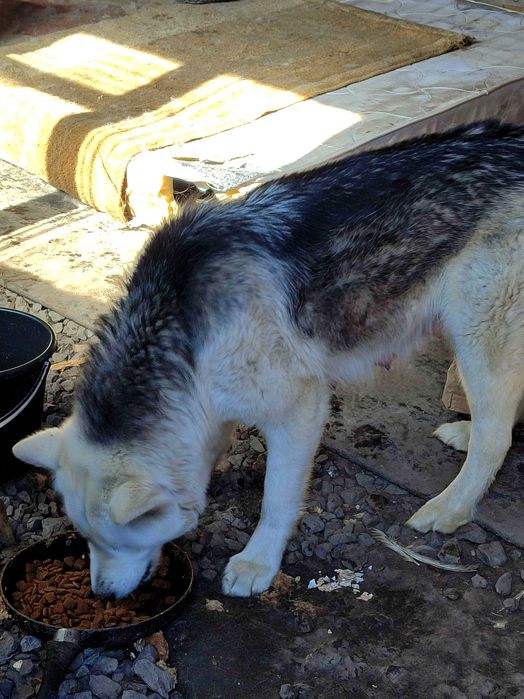 Маламут щенки чистокровные