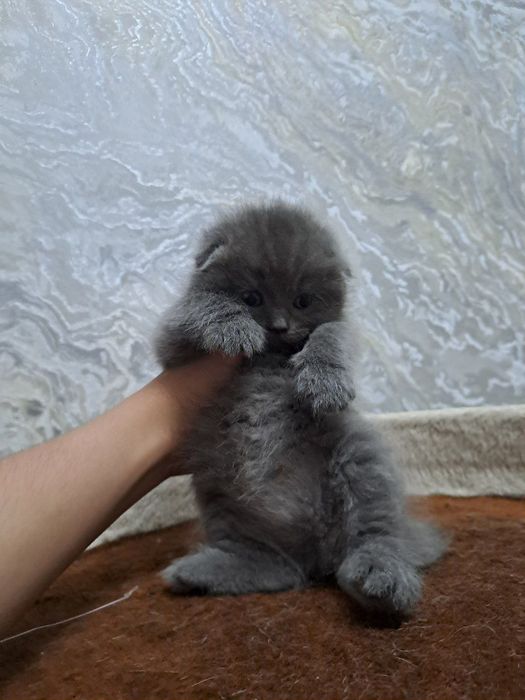 Zodli mushuk  bolasi