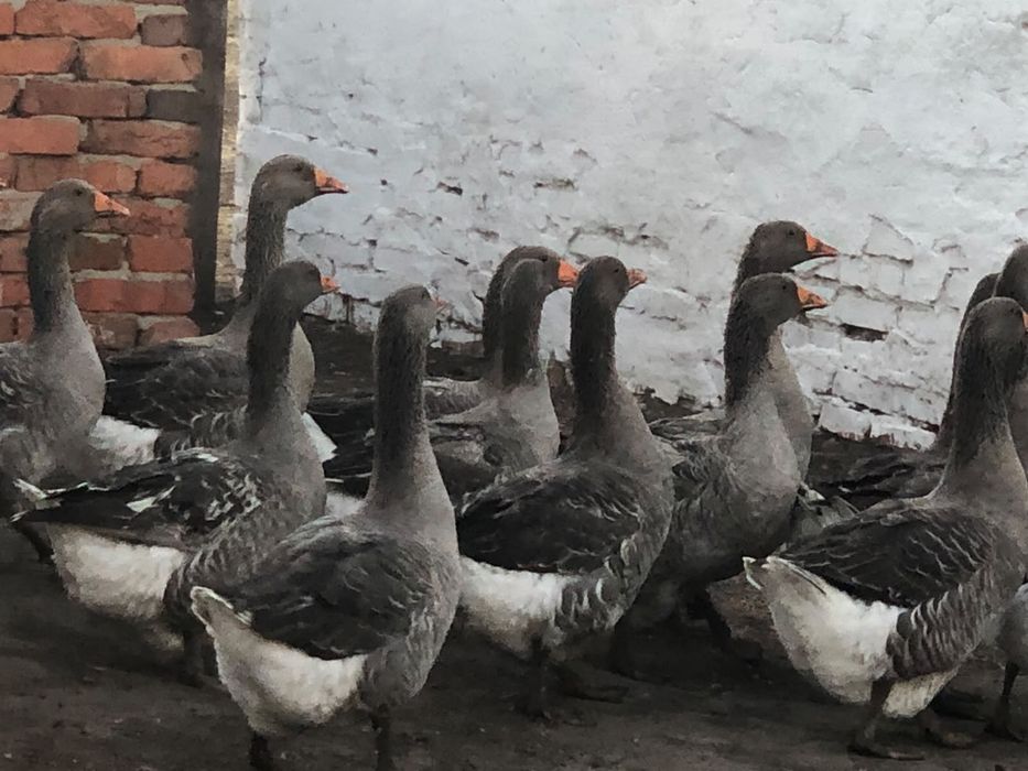 Продам гусей и уток