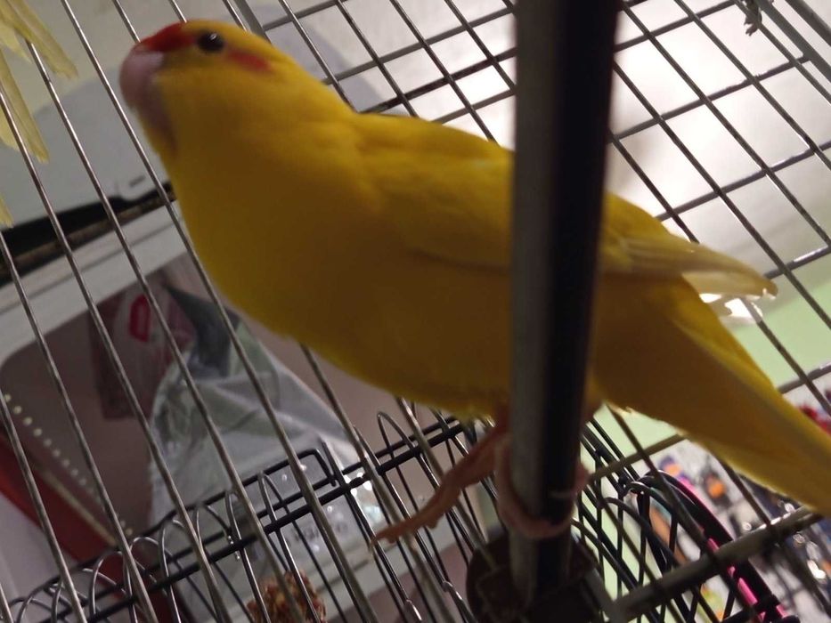 Млади какарики момче и момиченца