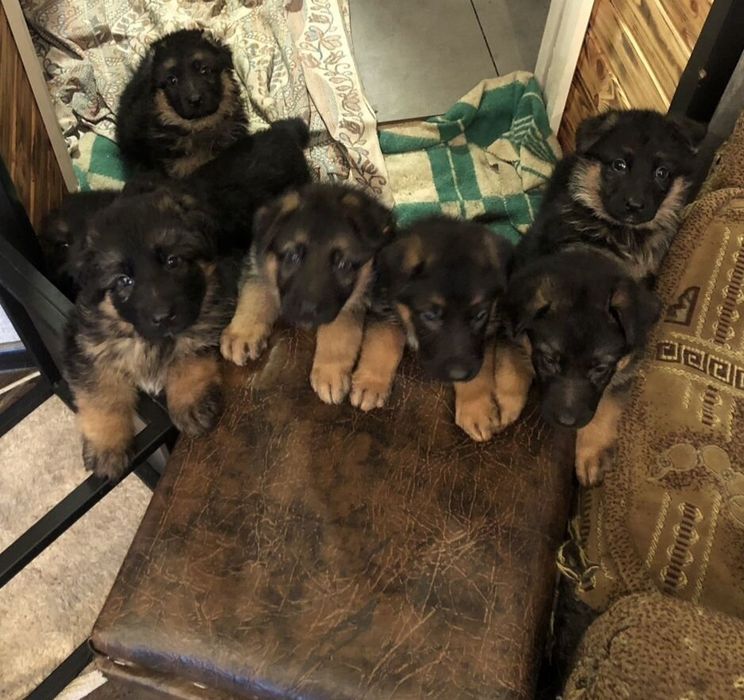 Продаются щенки немецкой овчарки