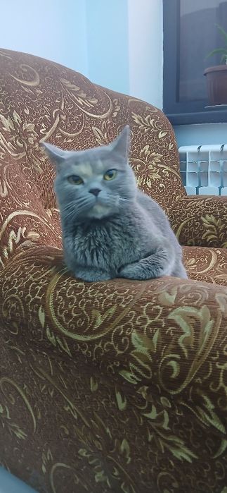 britanska kratkodlaka qiz bola