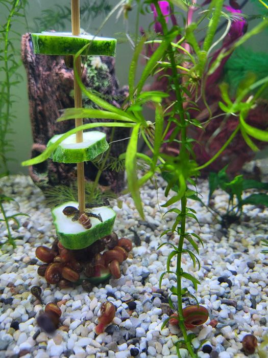 MELCI/ PLANTE - Pomaceea, Red Ramshorn, Physella Acuta, Orange Spotted