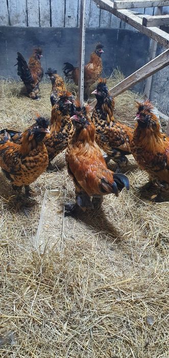 Продам петушков павловское золото