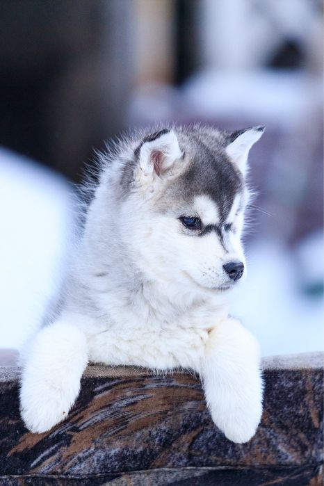 Девочка и Мальчик породы Сибирский Хаски щенки
