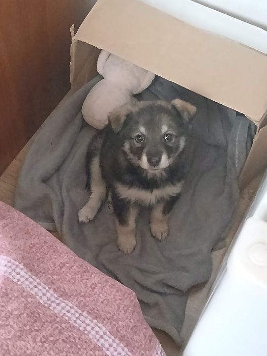 ДЕВОЧКА,щенок , СРОЧНО ищем хозяев