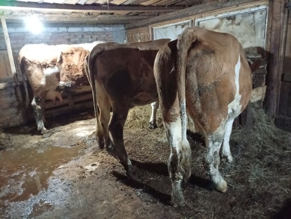 Vând trei vaci gestante