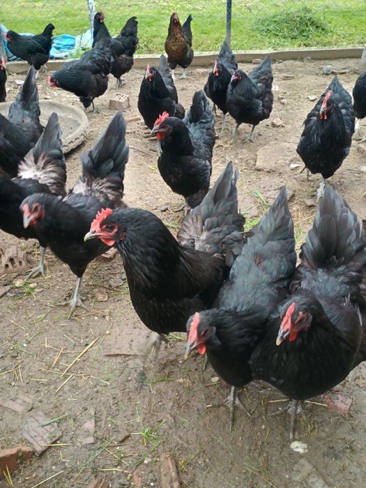 Găini disponibile și pui