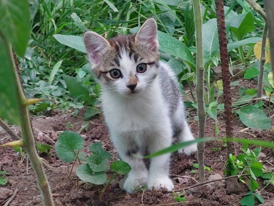 Отдам в добрые руки котят
