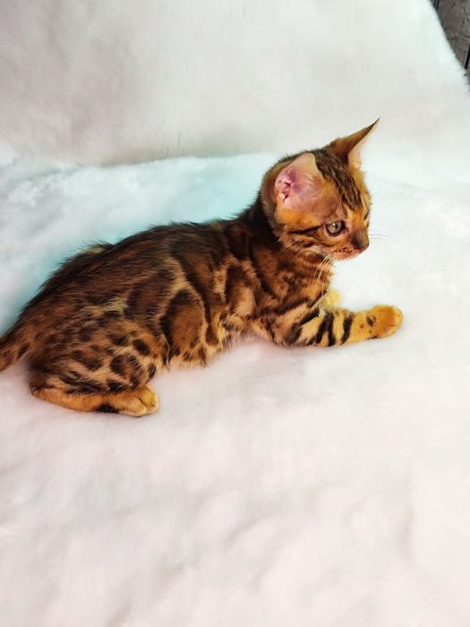 Бенгальские котята
